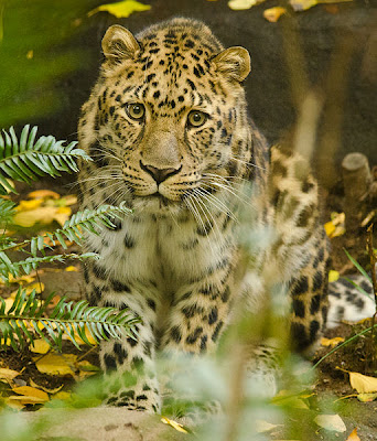 Leopardo al acecho - Leopard Stare by Reixed
