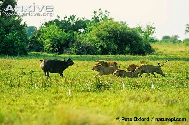 Lions attack buffalo