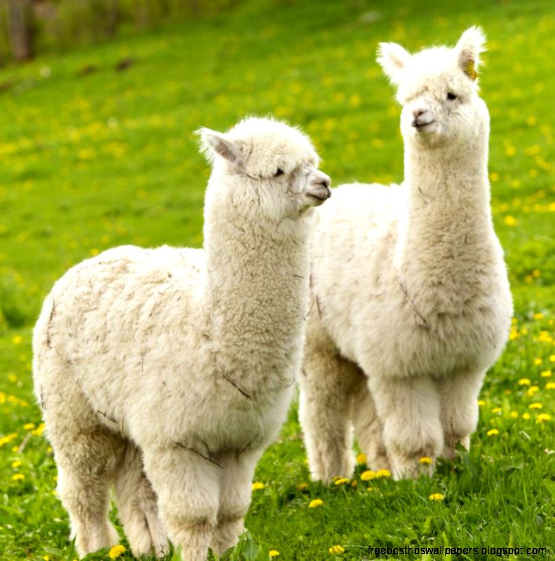 Alpacas by Ernst Vikne  Flickr CC   Pixdaus