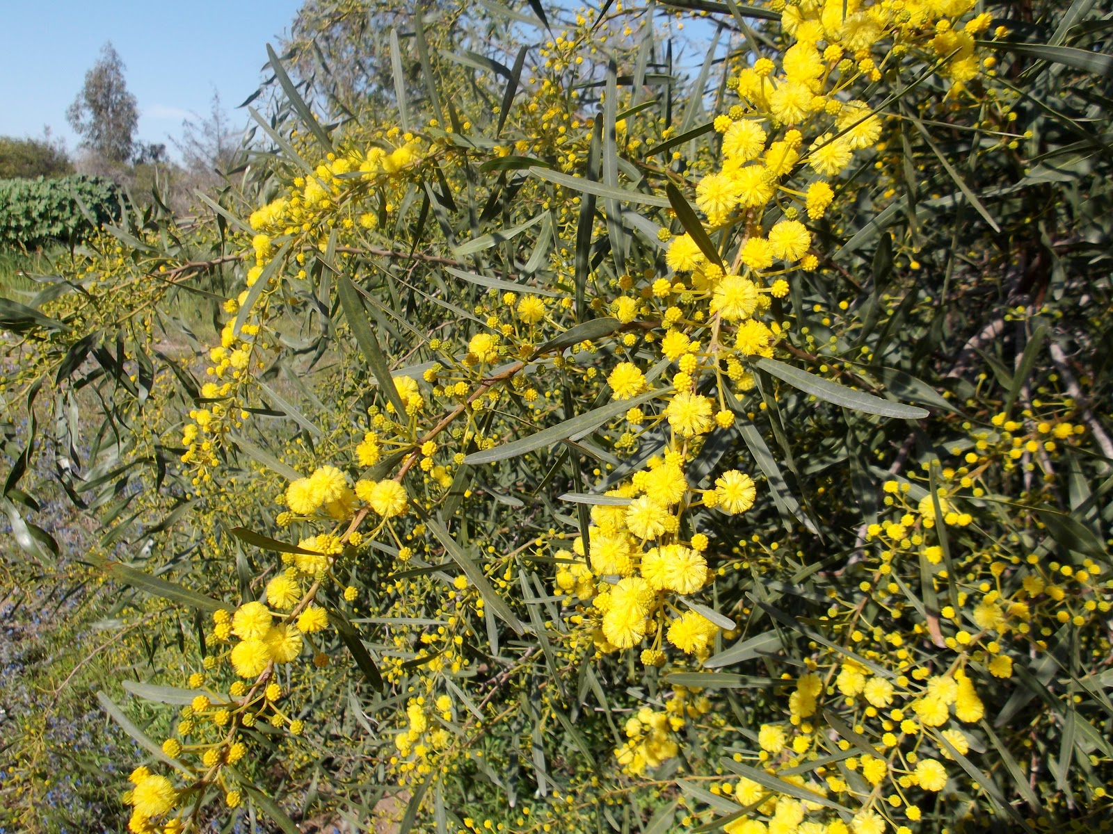 Мимоза в тайланде