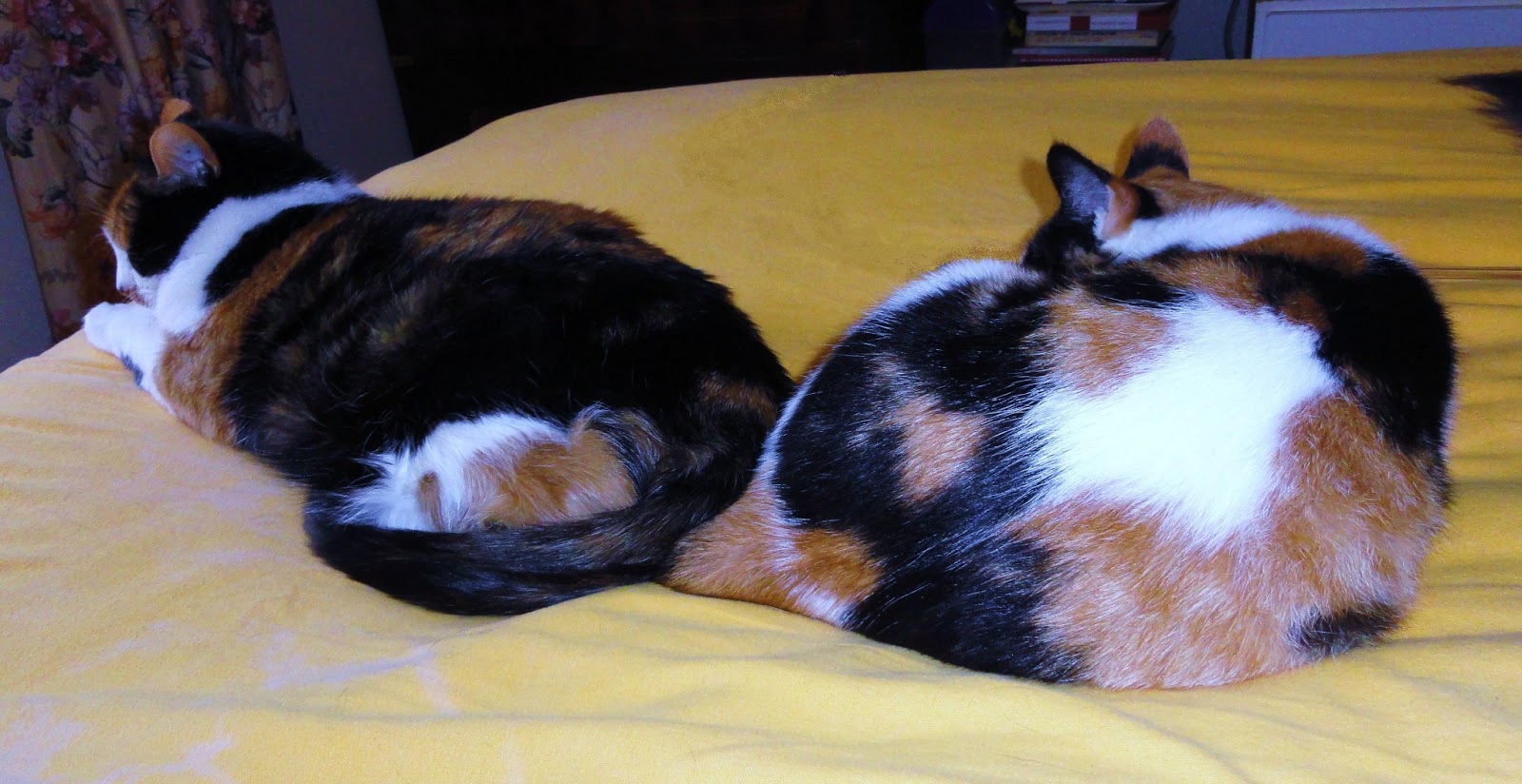 DOWAGER QUEEN Cat Purr Healing