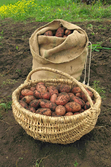 Las plantas con reservas de azúcares como la patata o la remolacha o las uvas, consumen mucho potasio, ya que es necesario para su fabricación.