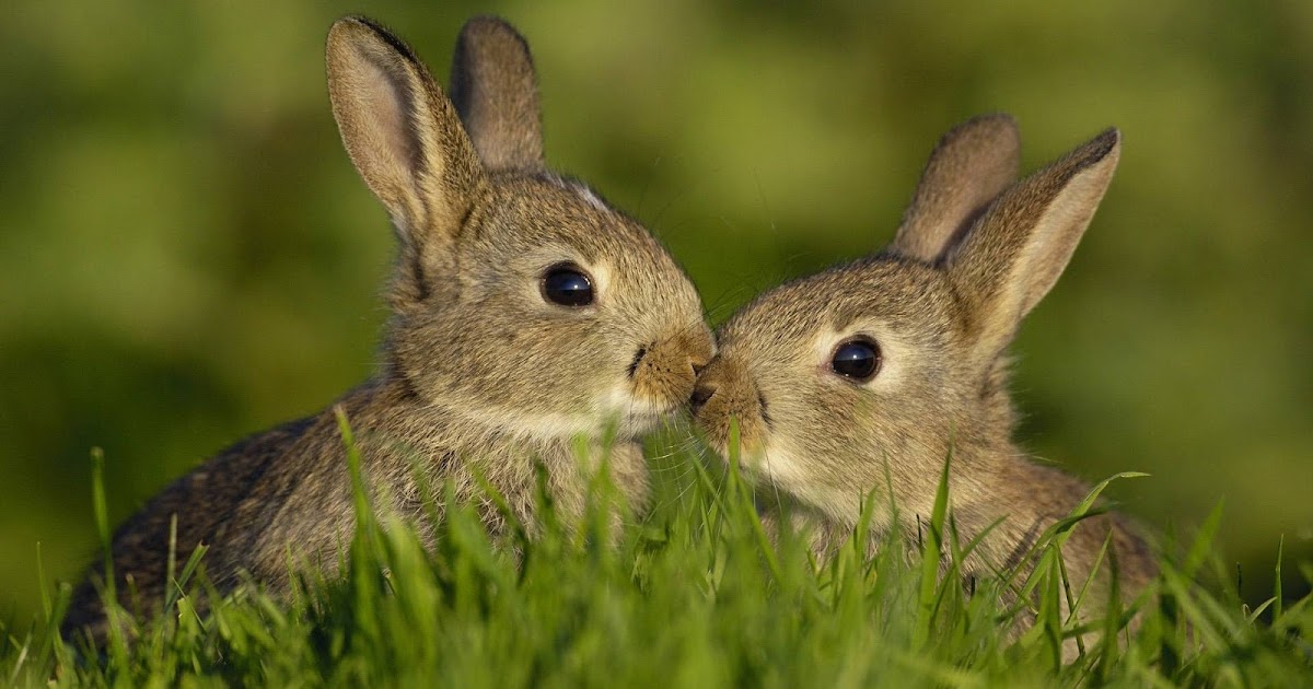 Rabbit Kissing Wallpaper