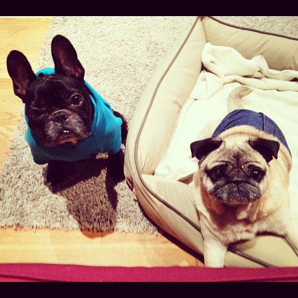 pug and frenchie