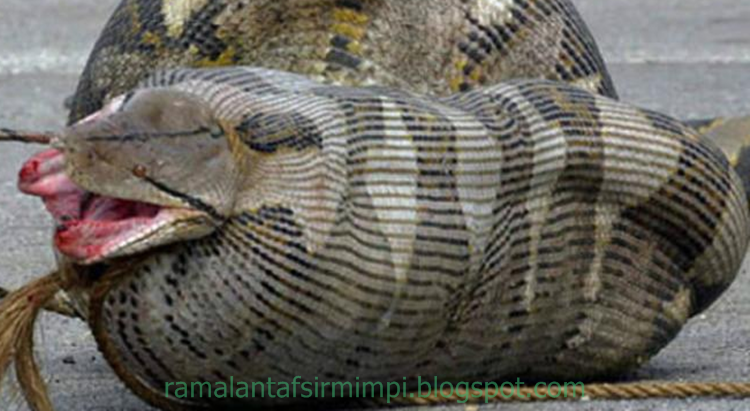 Arti Mimpi Ular Kuning Menurut Islam Turut Islam Arti Mimpi Ular Kuning Menurut Islam Turut Islam
