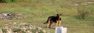 Rambo back on patrol Rambo back on patrol
