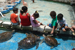 Zeeschildpadden