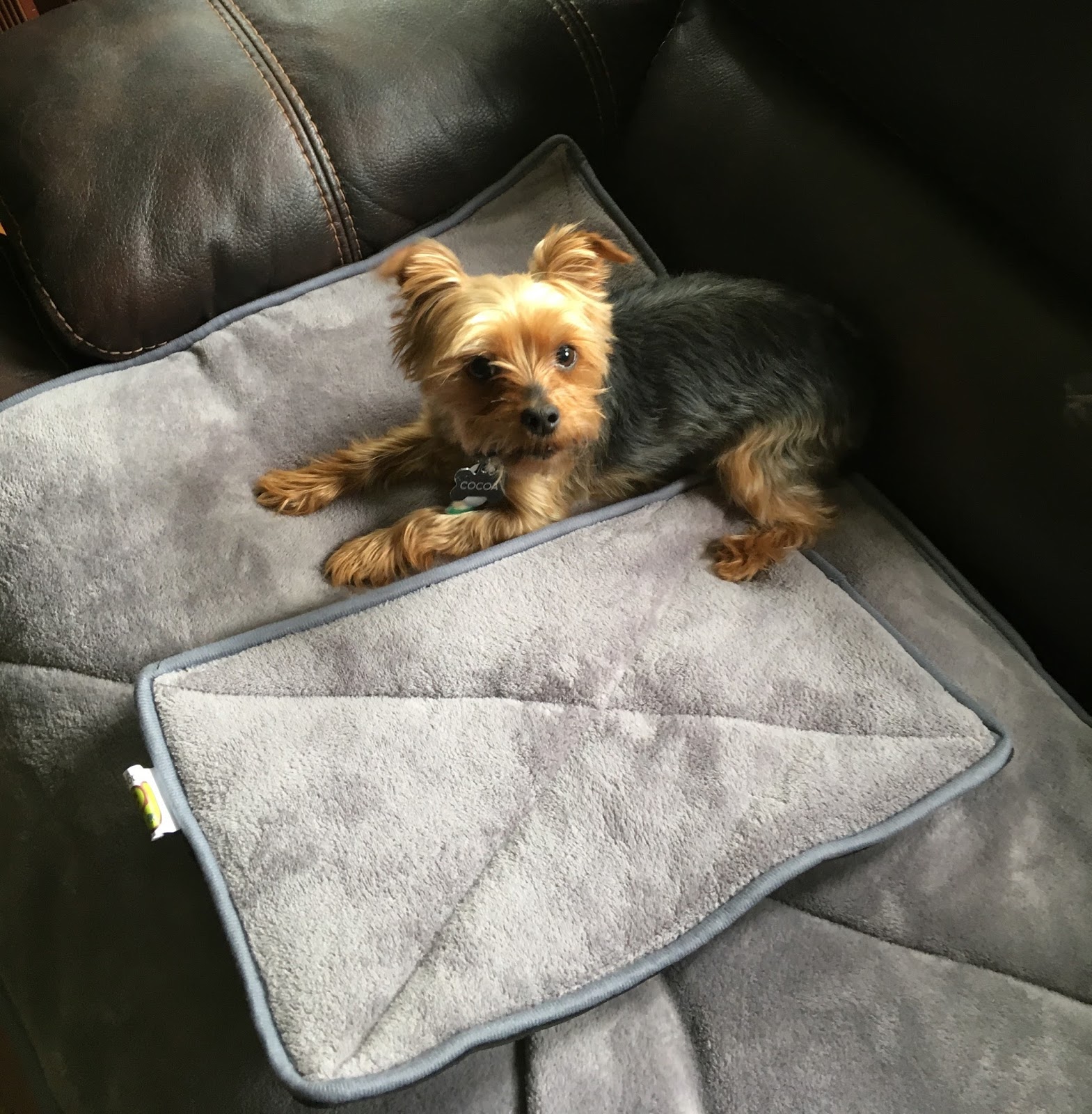 Review Pet Magasin Dog Bed That Heats Up With Your Dog's Own Body Heat