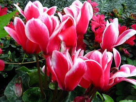 Allan Gardens Conservatory Spring Flower Show 2012 pink cyclamen by garden muses: a Toronto gardening blog