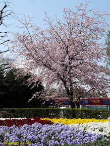 日本樱花之旅 2012