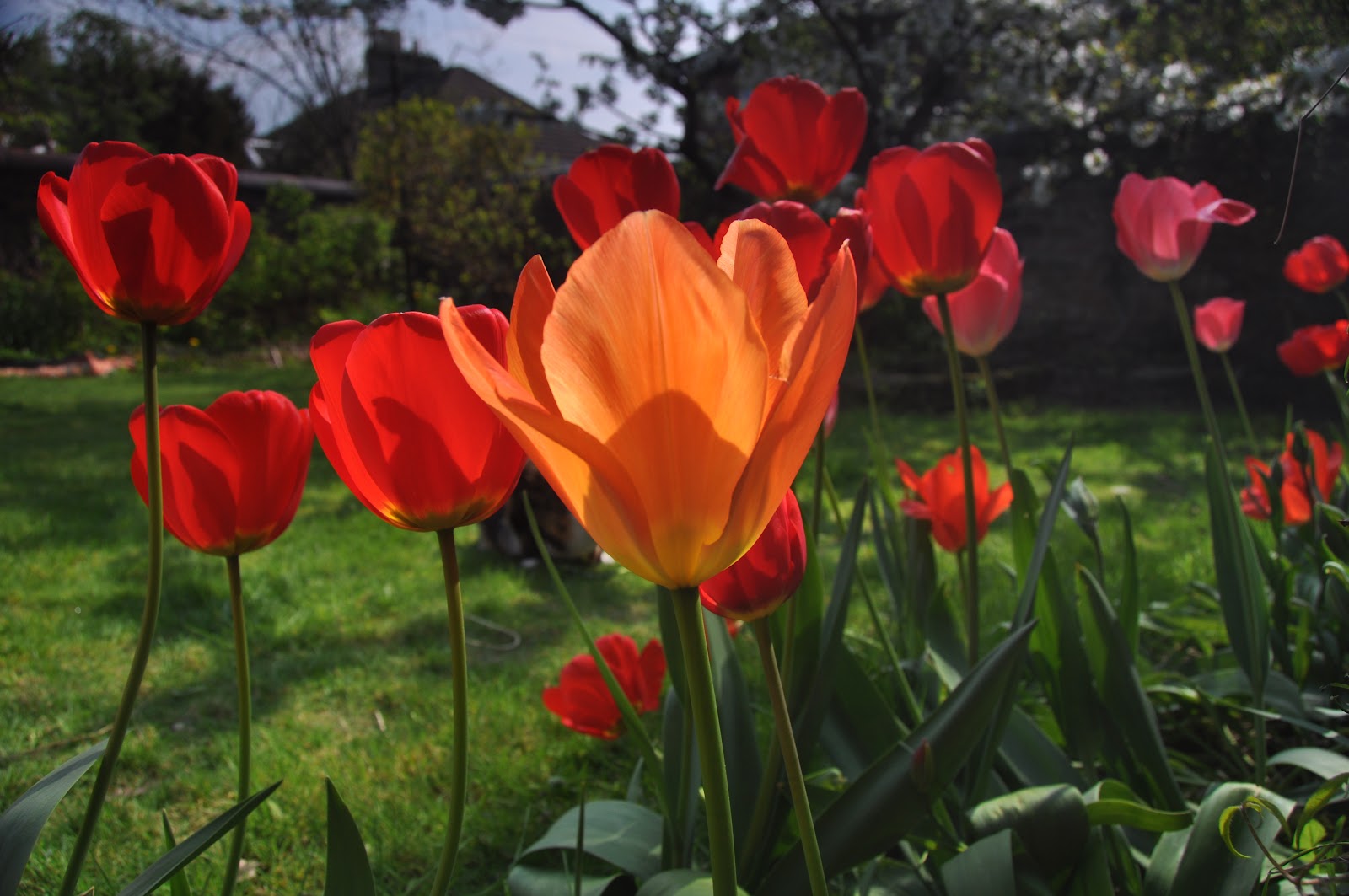 Judith I Bridgland Beautiful Tulips
