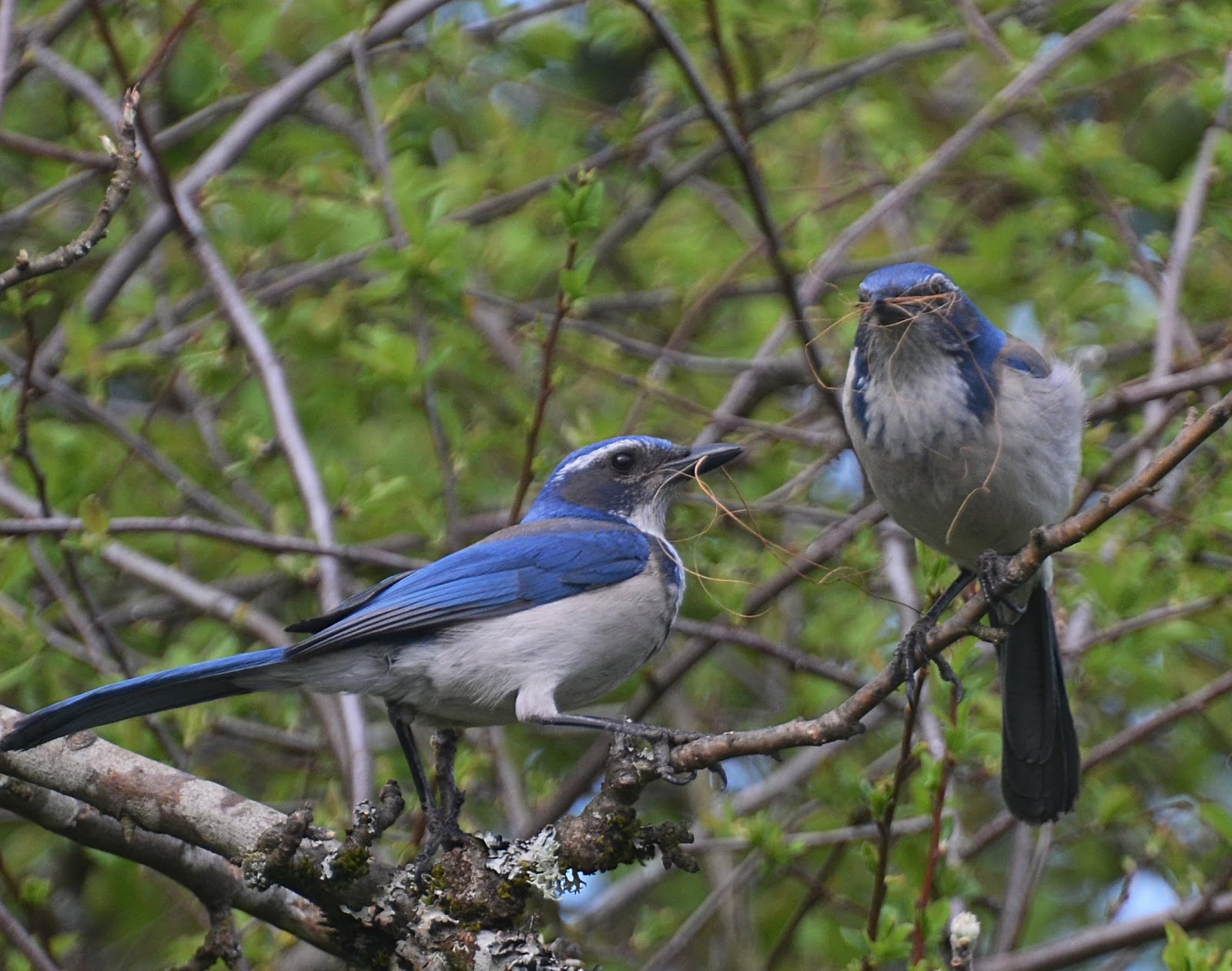 Oregon Backyard Birds, etc. ScrubJay's Nest Building