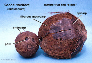 Nucă de cocos oliya