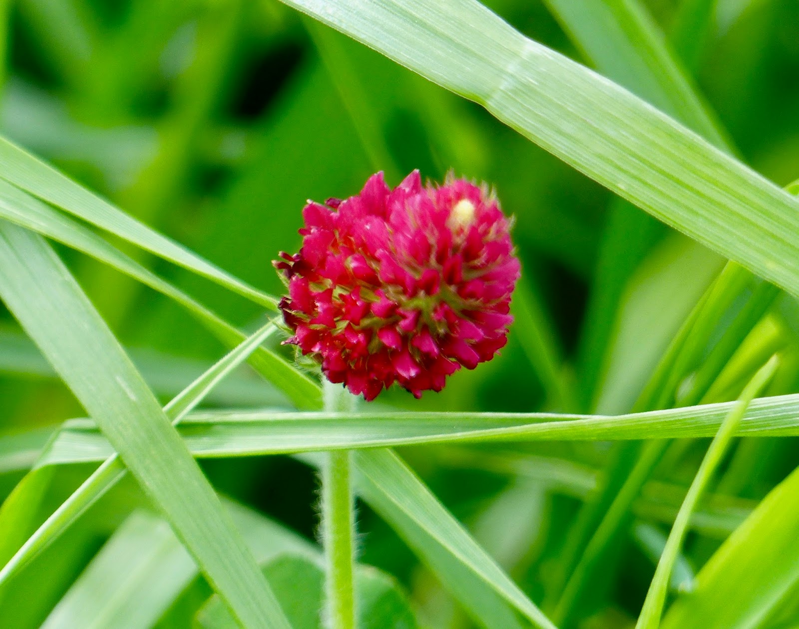 Roses Du Jardin Cheneland Photinia Red Robin