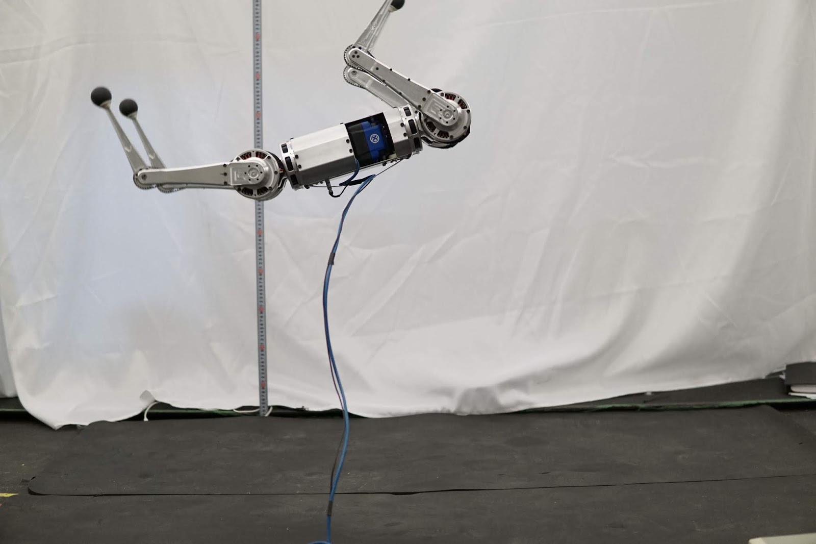 Mini cheetah blog picture