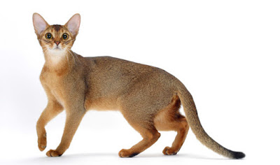 Abyssinian Cat personality