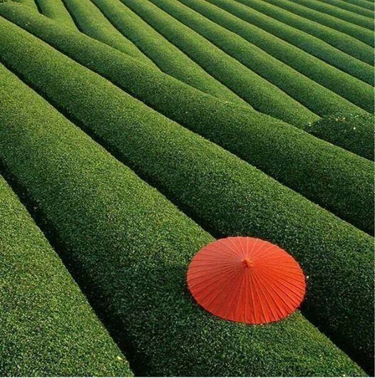 Neonadaísmo2011 EL COLOMBIANO FEO Darío Ruiz Gómez