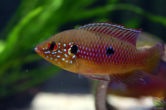 Hemichromis lifalili (sp.moanda)