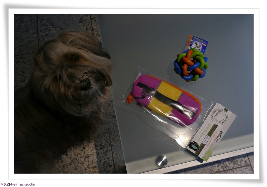 krankengymnastik hund