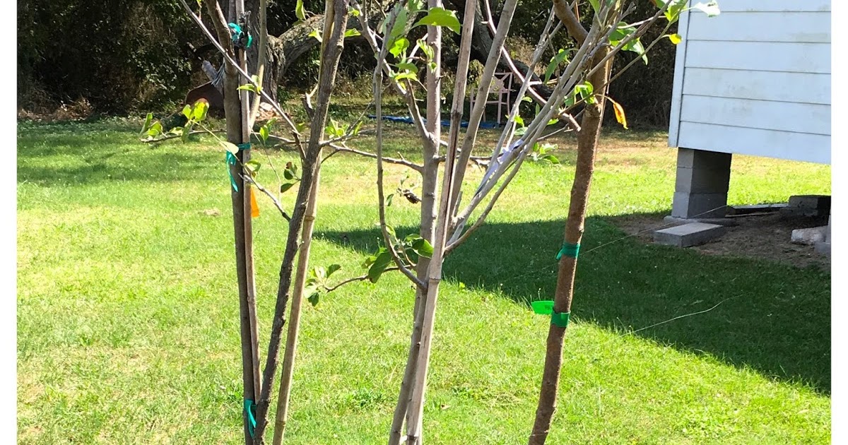 Two Men and a Little Farm RAISED BED FRUIT TREES PART ONE