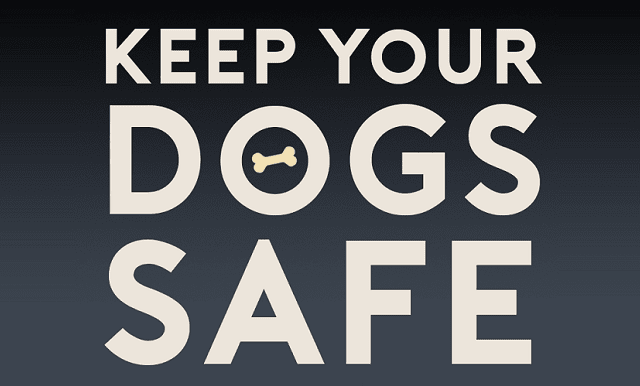 Keeping Your Dog Safe and Happy This Bonfire Night