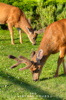 Deer Pender Island Poets Cove