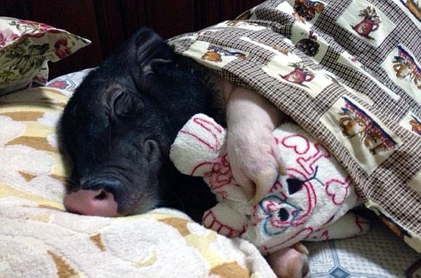 Cô gái ngủ cùng giường, đắp cùng chăn với lợn cưng xấu xí