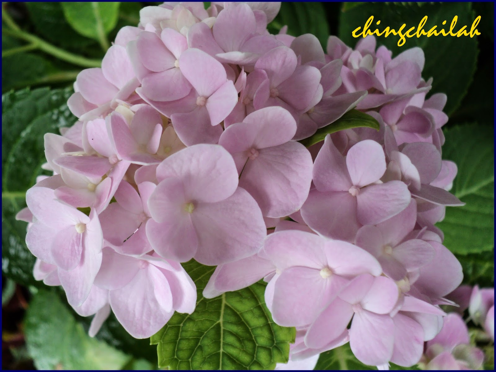 Hydrangea How To Plant Grow And Care For Hydrangeas