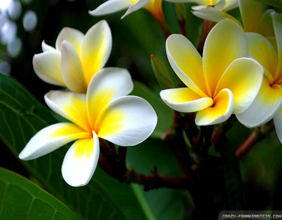 Plumeria Wallpaper | HD Wallpapers Collection