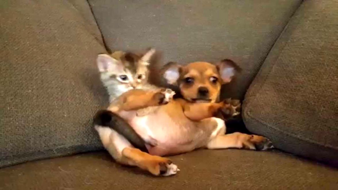 Adorable Puppy And Kitten Play Fighting Is Just Too Joyous To Watch Adorable Puppy And Kitten Play Fighting Is Just Too Joyous To Watch