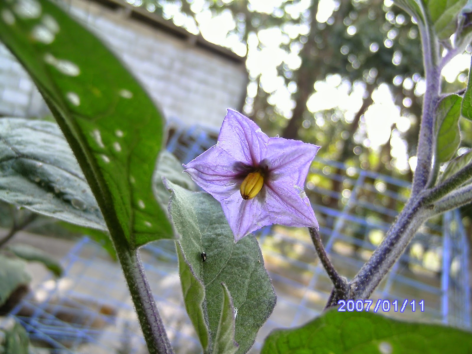 Flowers Eggplant"s Flower