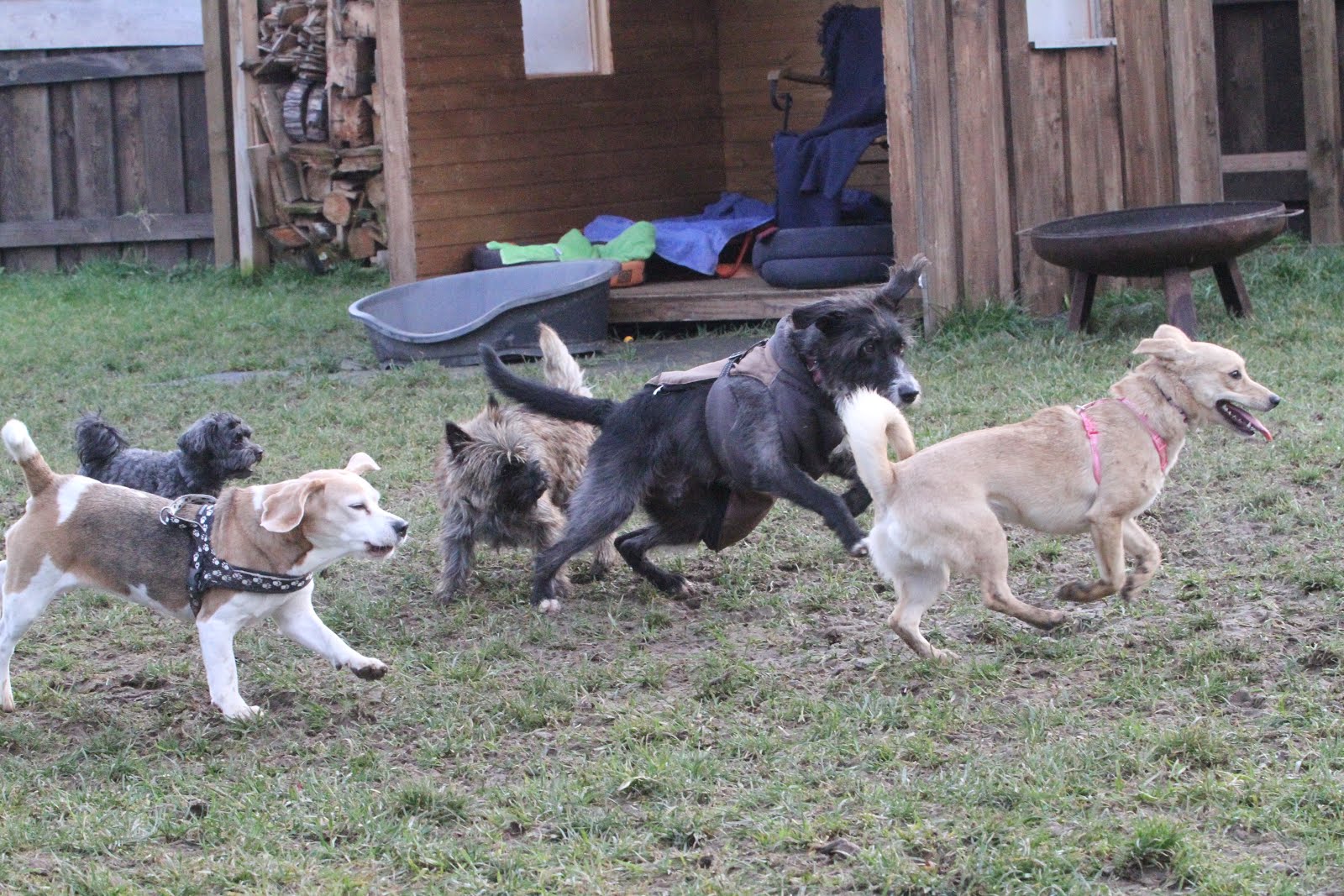 Hunde Abenteuer Land. Tagesbetreuung Ferienbetreuung Zürich Tuesday