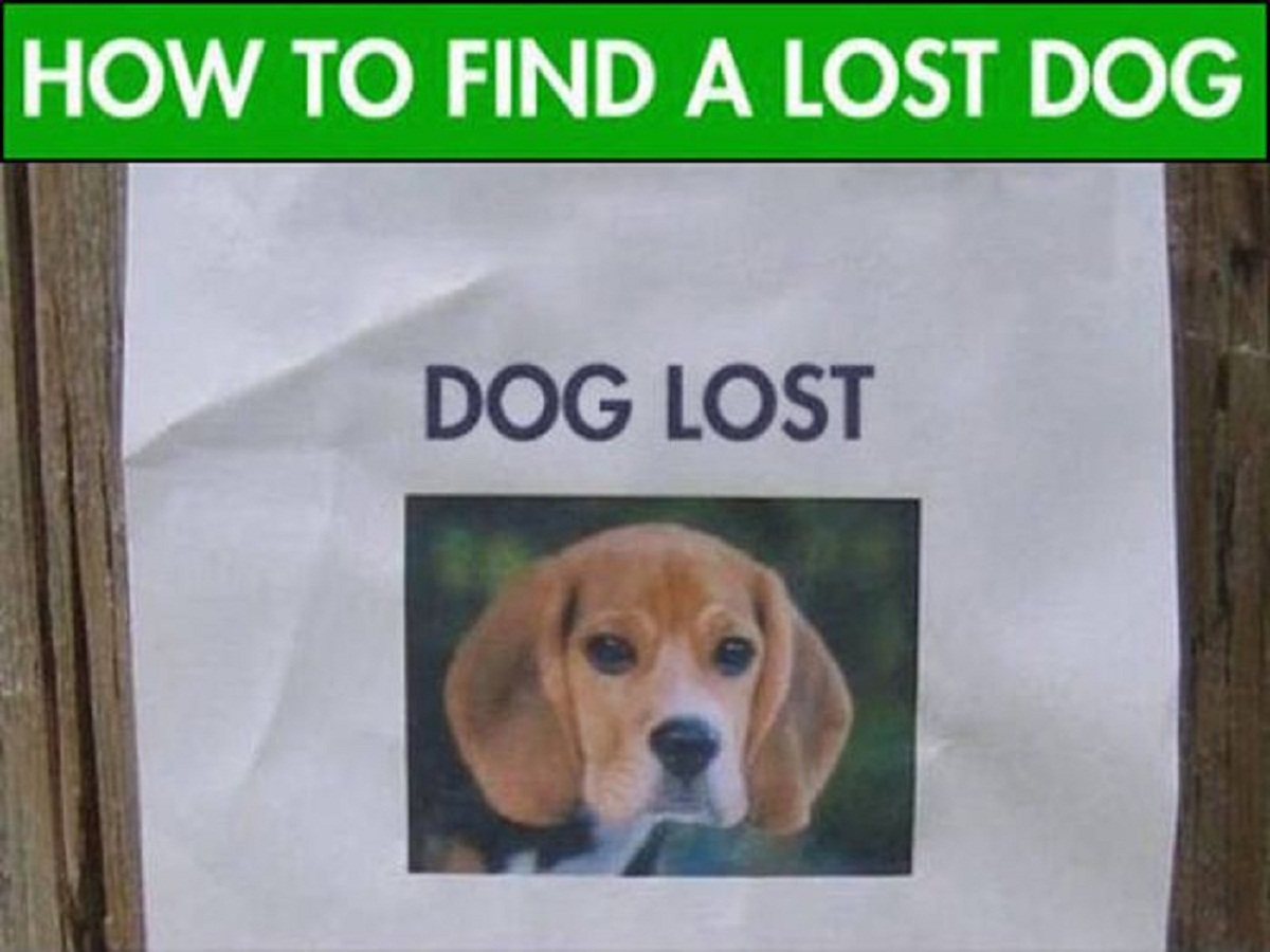 The Dog is Lost. A A follow Dog. Is this your Dog?. Lost Dog ads. This is his dog