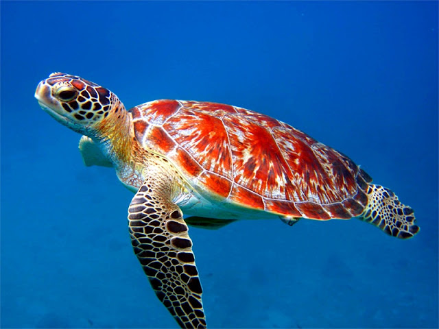 Top 27 Sea Animals Wallpapers In Hd-5717