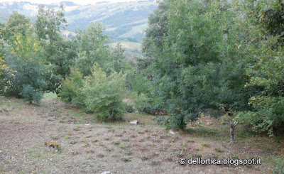 ortica  bosco confettura di prugne orto e rose a Bologna Valsamoggia Savigno nella fattoria didattica dell ortica in Appennino vicino Zocca