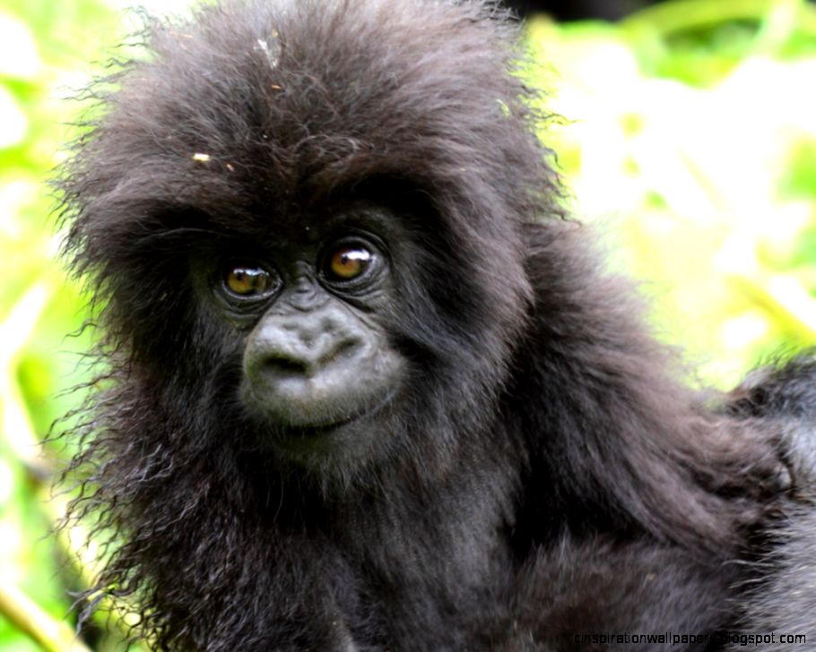 Mountain Gorilla  African Wildlife Foundation