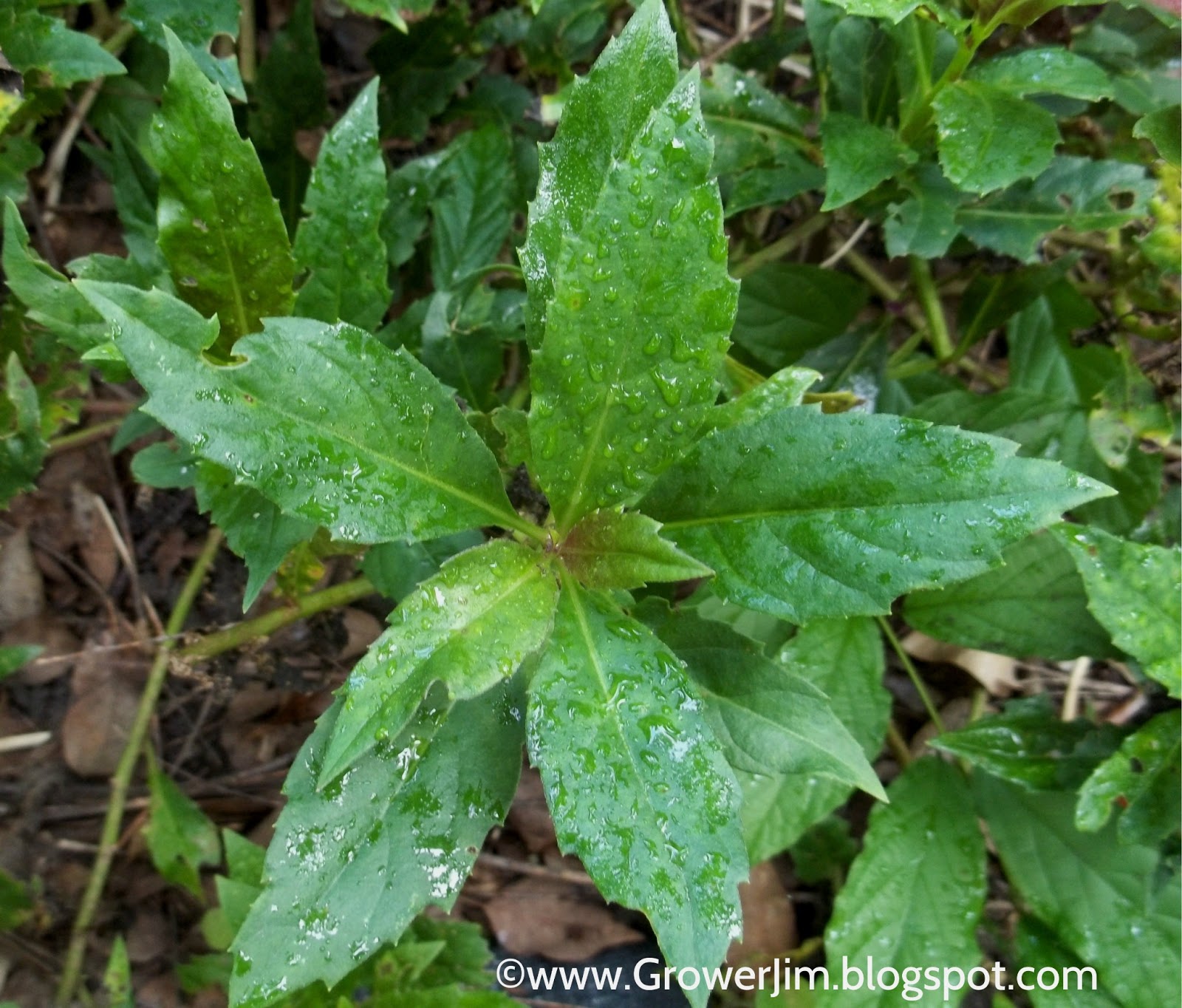 Garden Adventures: Okinawa spinach (Gynura crepioides)