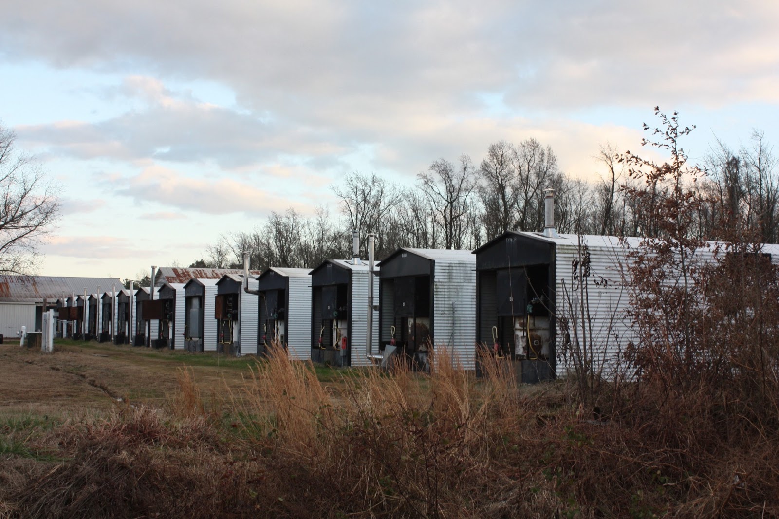 Tobacco Farmer Newsletter HOW MANY BARNS WILL BE ENOUGH?