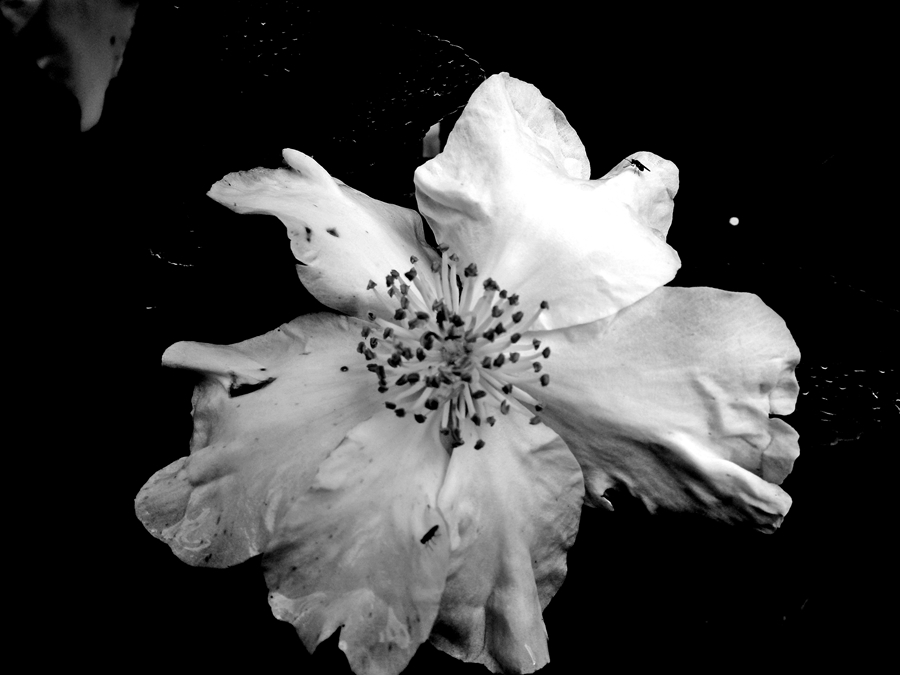 photographing New Zealand flowers in winter