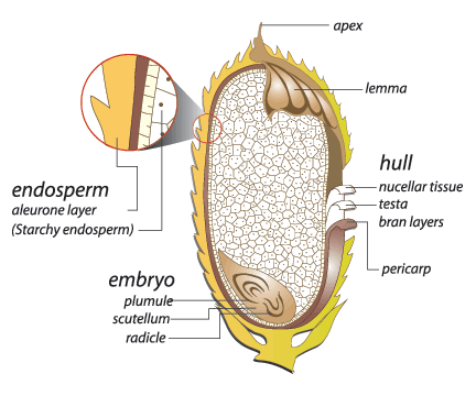 Rice Anatomy ~ Beras
