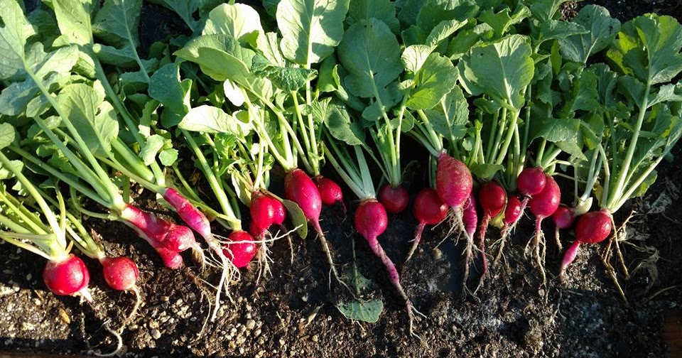 Back to the Basics! Radishes in Different Shapes, Colors and Sizes