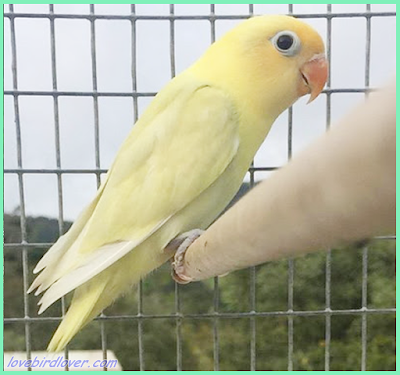 Tips Mencetak Burung Mewah Dengan Modal Parblue Pastel Lovebird Lovers Indonesia