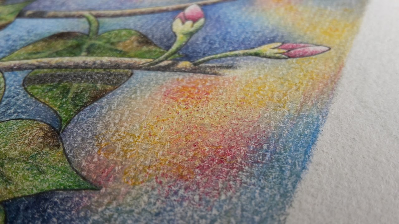 Review Faber Castell Polychromos Pencils