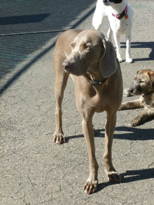 Basil & Daycare 17 Apart