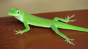 North island gecko,lizard image