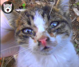 تبني قطط من الشارع أمر رائع