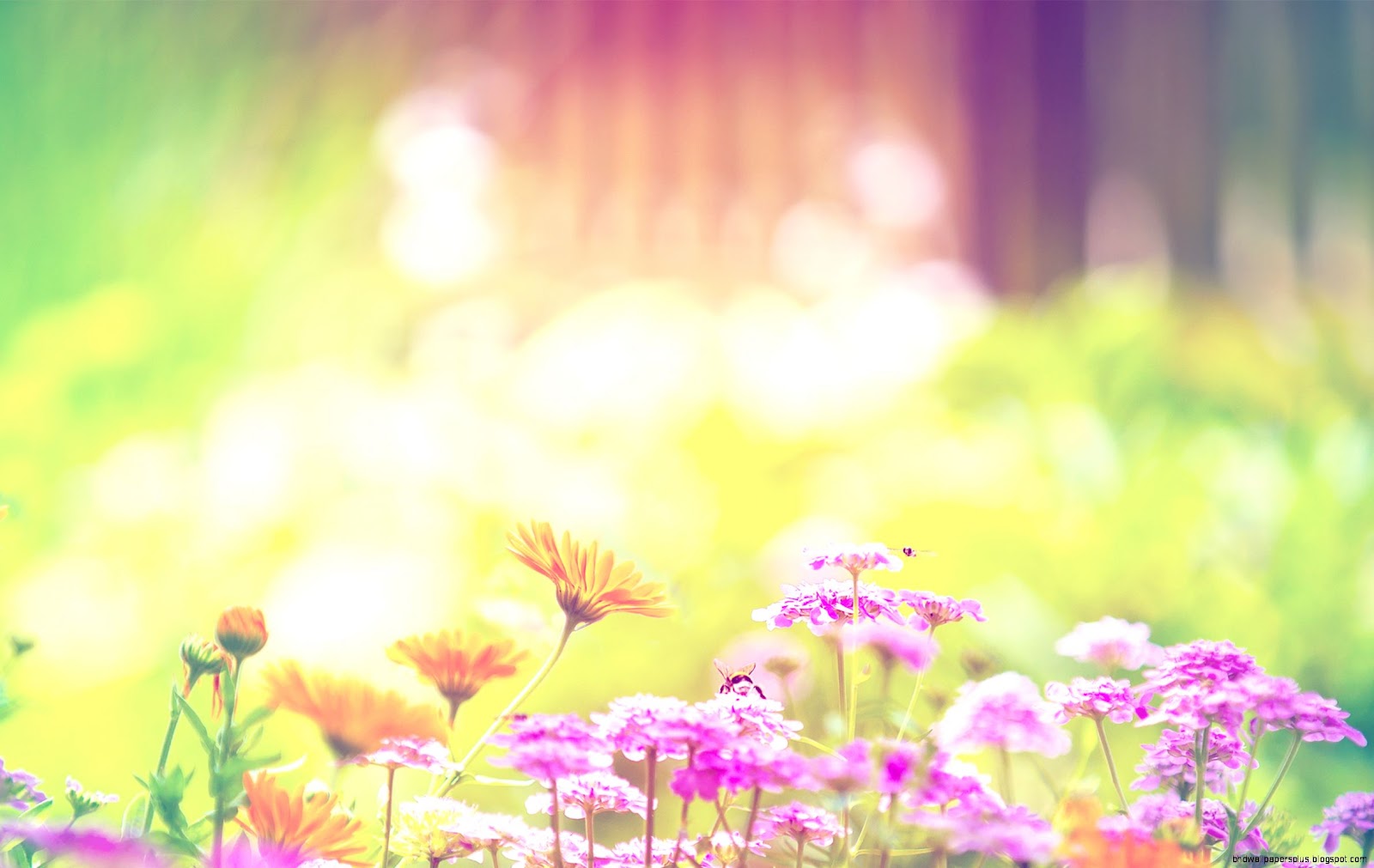 Spring Flowers Tumblr