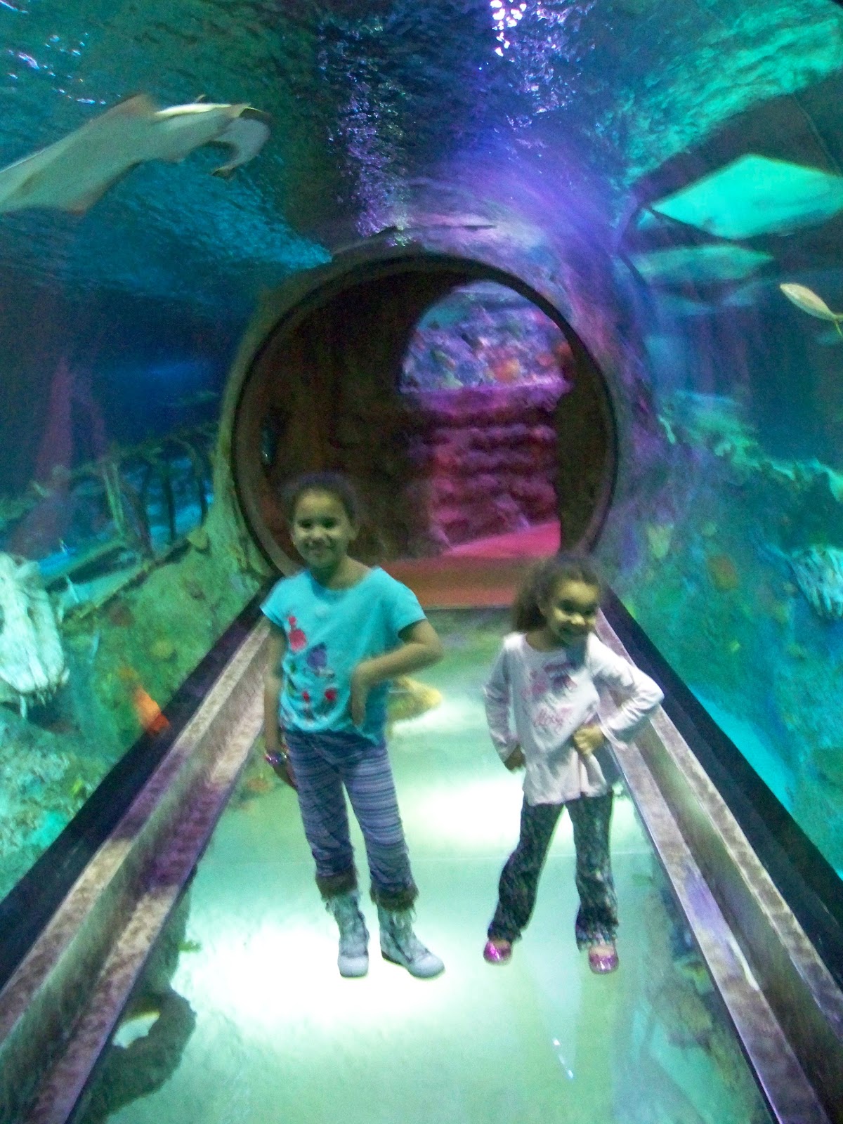 Family Entertainment in North Texas Sea Life Aquarium in Grapevine, TX