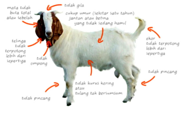 Kambing Aqiqah Kudus Sehat