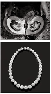Kerang mutiara dan mutiara yang dihasilkannya. Kerang mutiara dan mutiara yang dihasilkannya